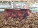 Limousin tenyészbika