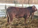 Limousin tenyészbika