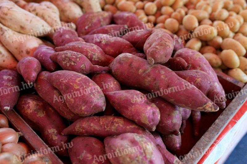Egyiptomi mangó, bangladesi licsi, egyiptomi édesburgonya, barhi datolya, narancs és citrusfélék.