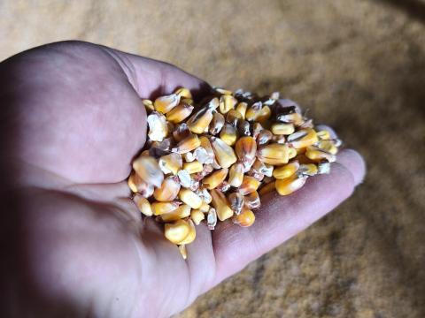 Kukorica (szárított) Kukorica (szárított)