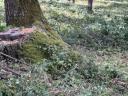 Sajószentpéteren erdő eladó