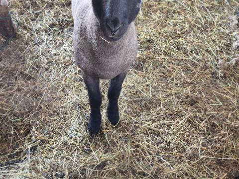 Suffolk kos bárány eladó Suffolk kos bárány eladó