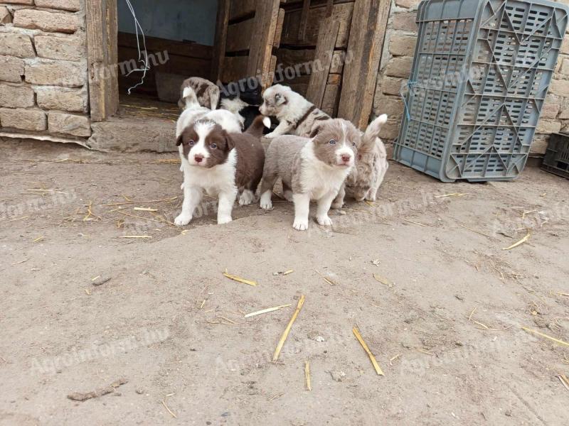 Border Collie