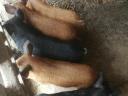 Cromvall mangalica malac