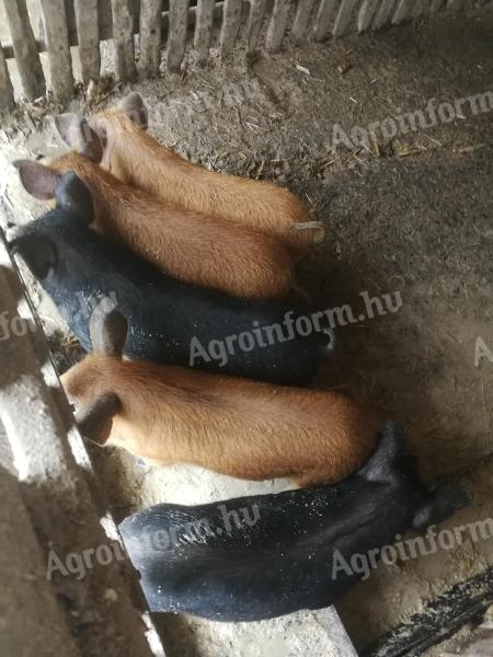 Cromvall mangalica malac