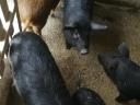 Cromvall mangalica malac