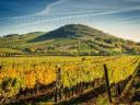 Tokaj Hegyalja eladó borászat