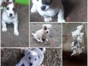 Jack Russell terrier fajtajellegű kiskutyák költöznének
