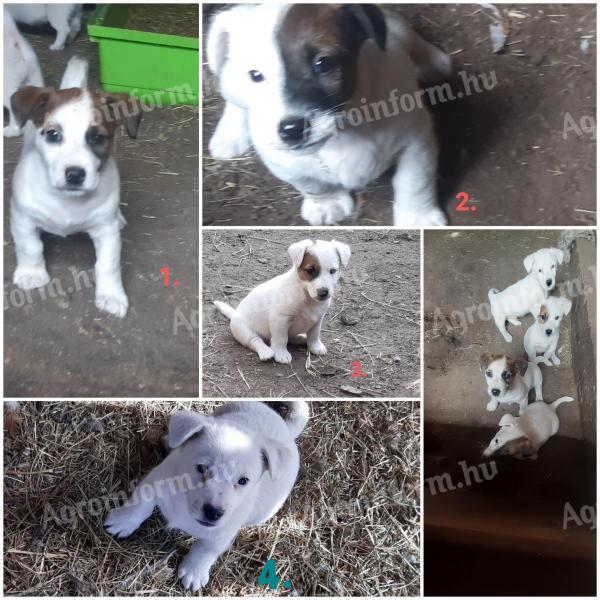 Jack Russell terrier fajtajellegű kiskutyák költöznének