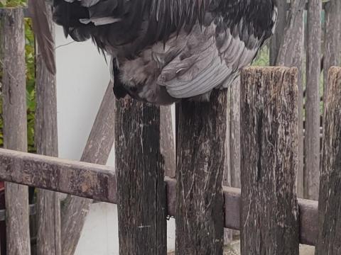 Kispipi nagypipi baromfi Kispipi nagypipi baromfi