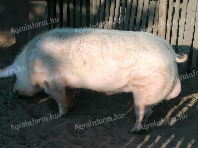 Aktív kan eladó