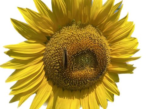 Napraforgó Suliano vetőmag eladó