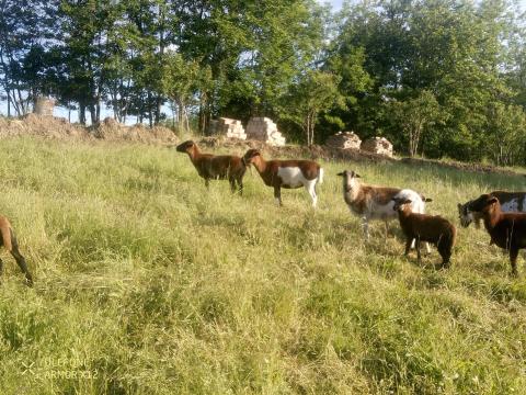 Kameruni birka Kameruni birka