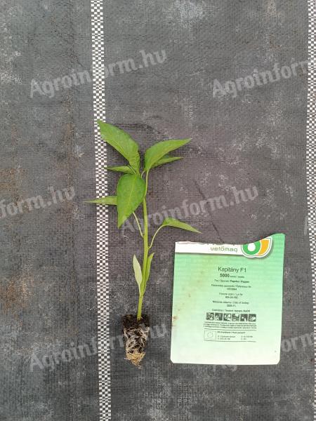 Kápia paprika palánta