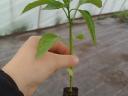 Kápia paprika palánta