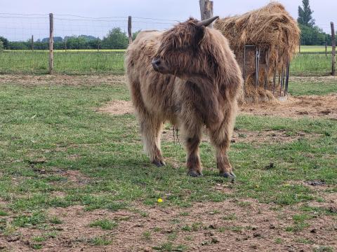 Skót-felföldi marha eladó Skót-felföldi marha eladó