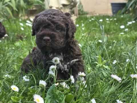 Lagottó Romagnolo szarvasgomba kutató Lagottó Romagnolo szarvasgomba kutató