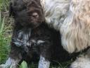 Lagottó Romagnolo szarvasgomba kutató