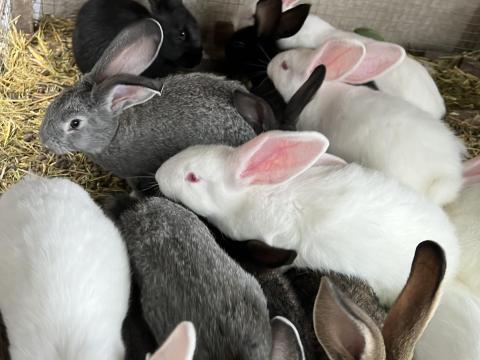 Eladó vegyes ivarú nyulak 15 db