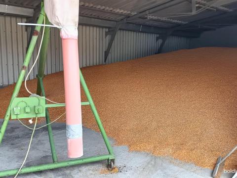 Eladó kukorica Algyőn! Zsákolás egyénileg/ömlesztve Eladó kukorica Algyőn! Zsákolás egyénileg/ömlesztve