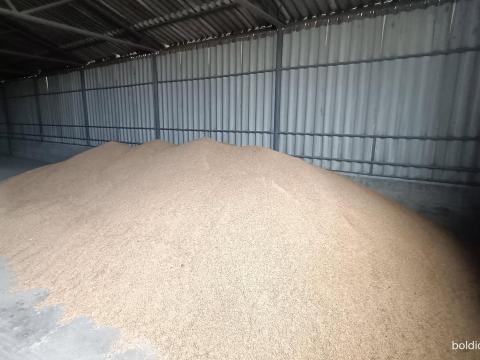 Eladó takarmánybúza Algyőn! Zsákolás egyénileg/ömlesztve Eladó takarmánybúza Algyőn! Zsákolás egyénileg/ömlesztve