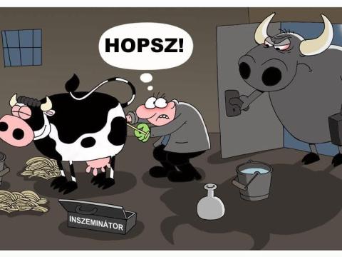 Szarvasmarha inszeminálást válalok