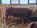 Eladó limousin tenyészbikák
