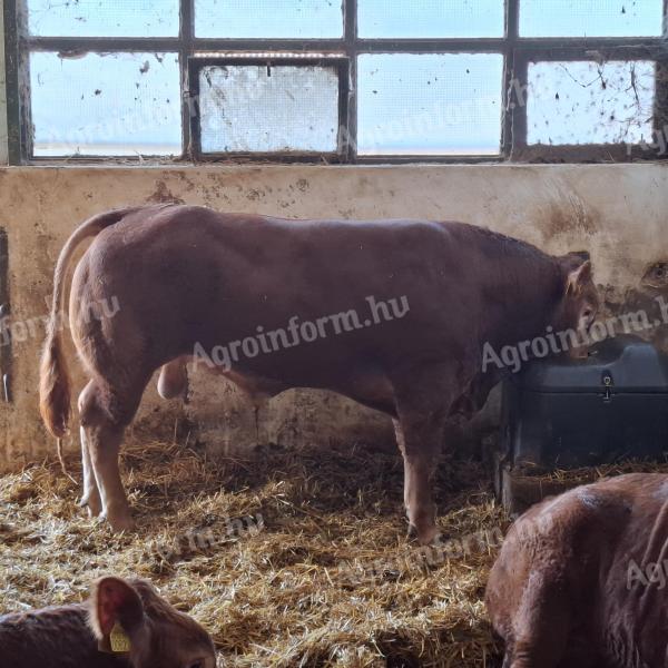 Eladó limousin tenyészbikák