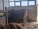 Eladó limousin tenyészbikák