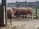 Eladó limousin tenyészbikák
