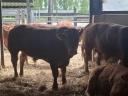 Eladó limousin tenyészbikák