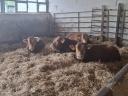 Eladó limousin tenyészbikák