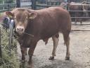 Eladó limousin tenyészbikák