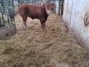 Eladó limousin tenyészbikák