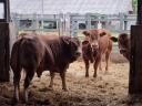 Eladó limousin tenyészbikák