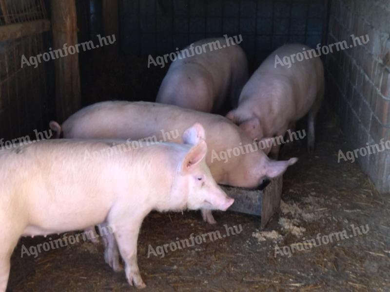 Eladó a képen látható házi sertések