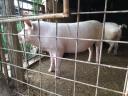 Eladó a képen látható házi sertések
