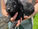 Pumi kiskutya