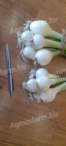 Csemege hagyma / közepes méretű főzőhagyma / minimum 10 csomó rendelés kapor