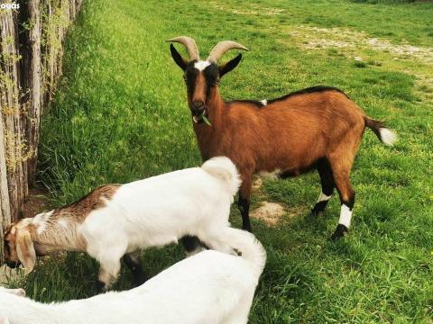 Fejős kecske eladó Fejős kecske eladó