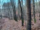 6,77 ha erdő,  egri körzet,  Balaton község külterületén,  hrsz. 055