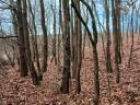 6,77 ha erdő,  egri körzet,  Balaton község külterületén,  hrsz. 055