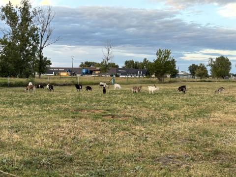 Eladó idén született kecskegidák Eladó idén született kecskegidák