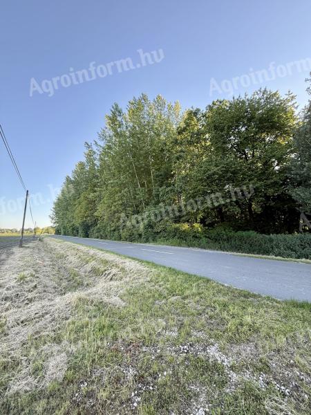 Erdő eladó