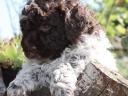 Lagotto Romagnolo