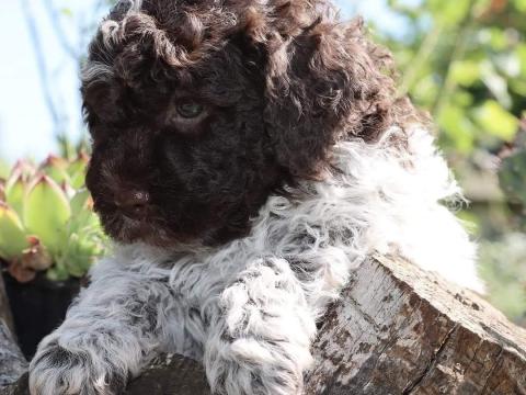 Lagotto Romagnolo Lagotto Romagnolo