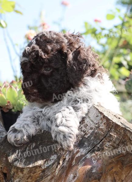 Lagotto Romagnolo