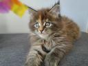 Maine Coon kislányok