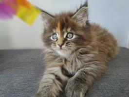 Maine Coon kislányok
