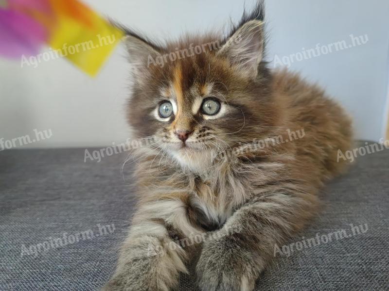 Maine Coon kislányok